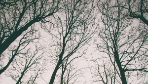 Vampire po raz drugi