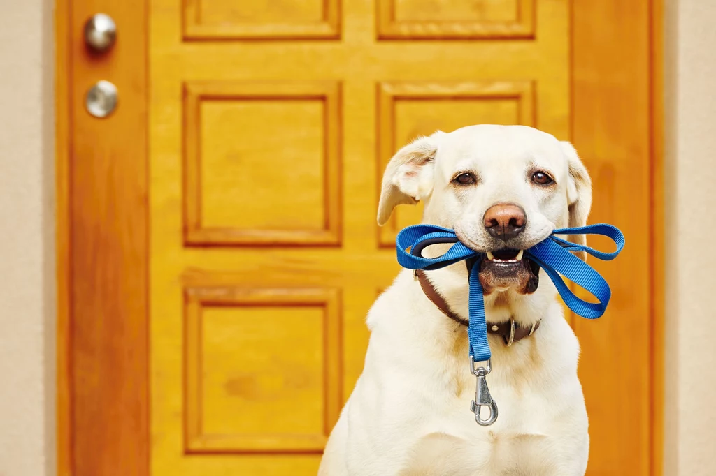 Pies stresuje się na dźwięk dzwonka do drzwi? 