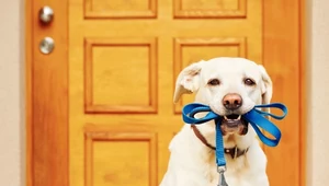 Zakaz wstępu psów do sklepów, czy restauracji budzi wiele kontrowersji 