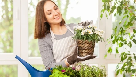 Niektóre rośliny doniczkowe będą bardzo zadowolone ze stosowania odżywki z herbaty. W przypadku innych taki nawóz może się nie sprawdzić. 