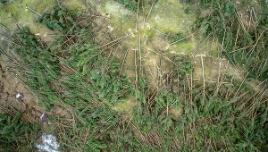 Wyciętę drzewa na prywatnym, powojskowym terenie we wschodniej części Łeby