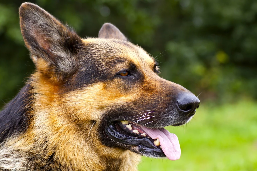 Owczarek niemiecki to jeden z najpopularniejszych psów w Polsce.