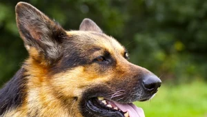 15 najpopularniejszych ras psów. Polacy je pokochali