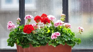 Pelargonia to jeden z najpopularniejszych kwiatów balkonowych