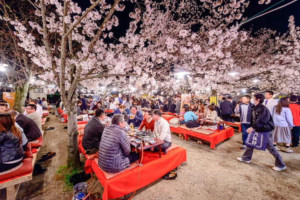 Hanami w Japonii