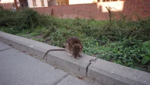 Szczur na ulicy, zdj. ilustracyjne