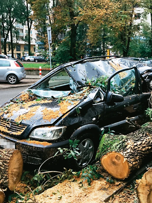 samochód uszkodzony przez drzewo