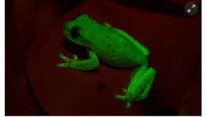 Żaba Hypsiboas punctatus 