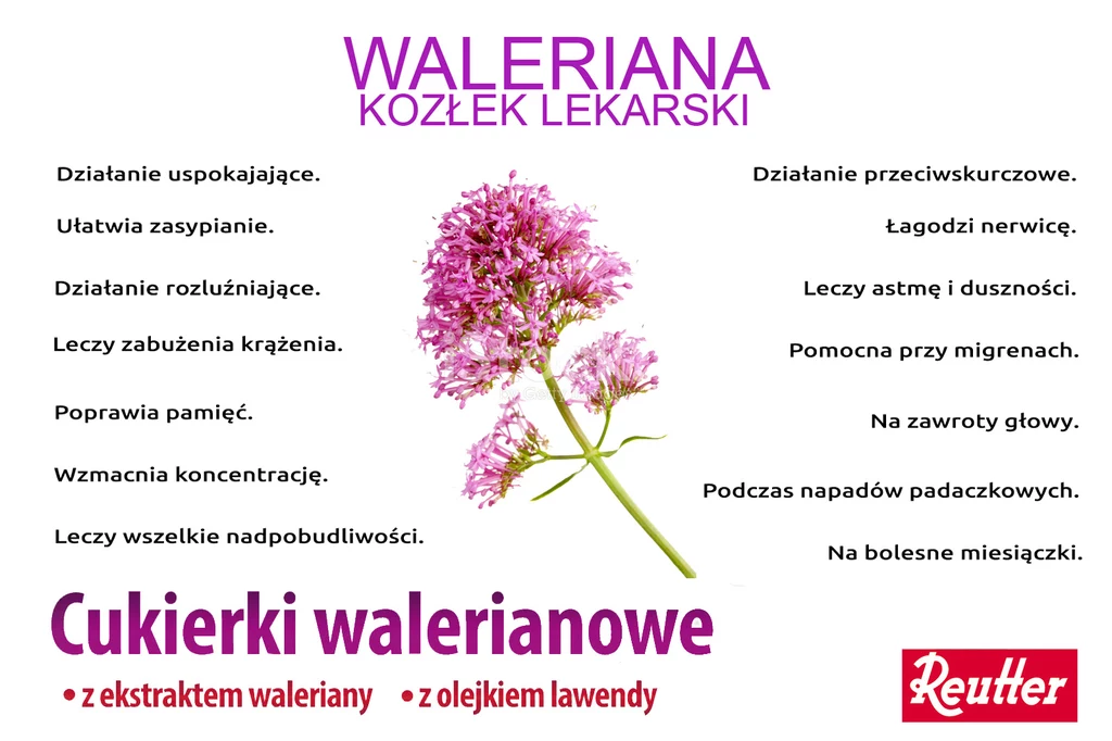 Właściwości waleriany Właściwości waleriany