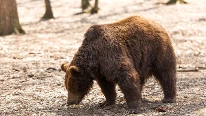 Niedźwiedzie zaliczają się do najbardziej niebezpiecznych drapieżników w Europie