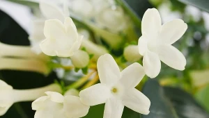 Ta roślina nie lubi sąsiedztwa. Lepiej postaw ją na pustym parapecie