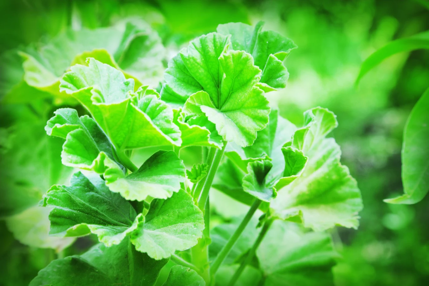 Geranium po dotknięciu roztacza piękny zapach