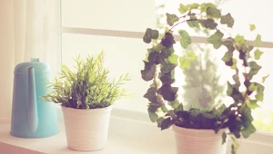 Pachnące rośliny do twojego domu