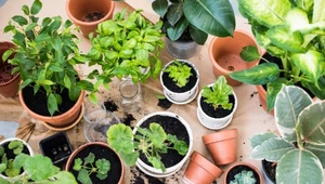 Rośliny, które pomagają utrzymać porządek w domu