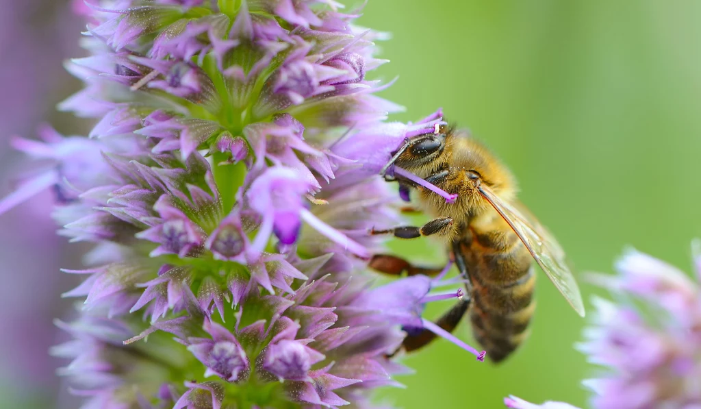 Aby głodne pszczoły i trzmiele mogły korzystać z twojej ziołowej plantacji, musisz pozwolić roślinom zakwitnąć