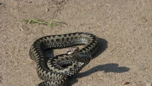 Zdjęcie ilustracyjne