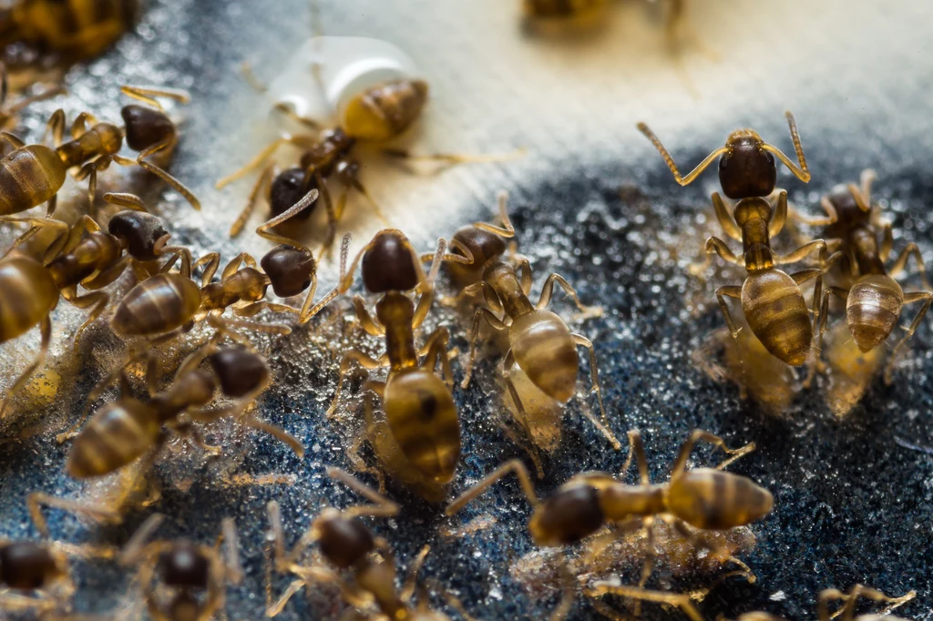 Hurtnice – bo tak nazywają się latające mrówki, latem uprzykrzają nam życie