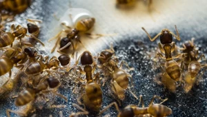 Jak się pozbyć mrówek z kuchni