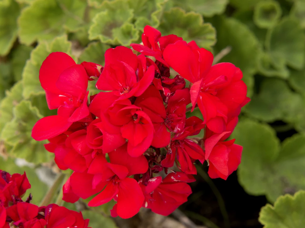 Pelargonie lubią słońce i wodę