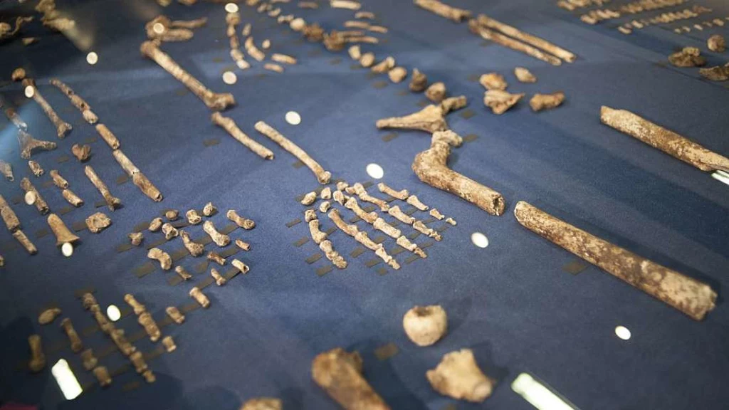 Homo naledi liczy tylko 250 000 lat