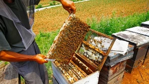 Od dzisiaj pszczelarze mogą składać wnioski o pomoc de minimis. Wynosi ona 50 zł na ul 