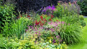 Wysiej je w kwietniu, a będą cieszyły oko do późnej jesieni