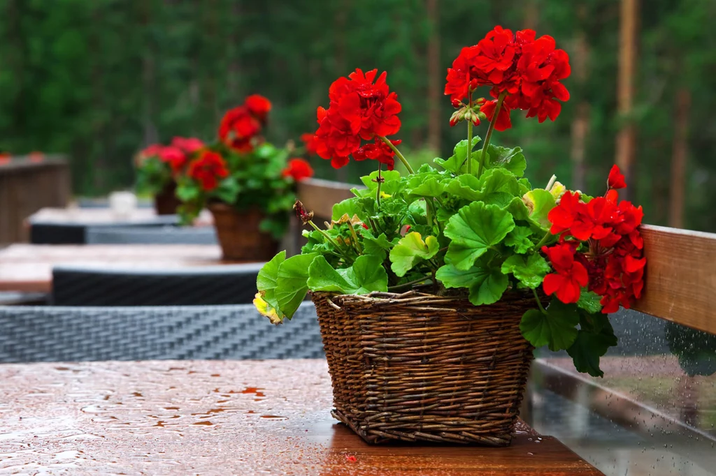 Pelargonia