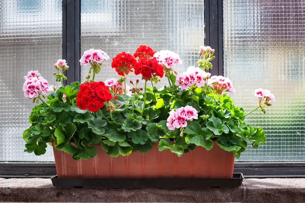 Zadbane pelargonie odwdzięczą się za naszą troskę bujnym kwieciem i staną się przysłowiową wisienką na torcie naszego ogrodu i parapetu