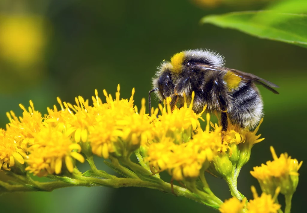 Pestycydy szkodzą trzmielom (tu Bombus pascuorum)