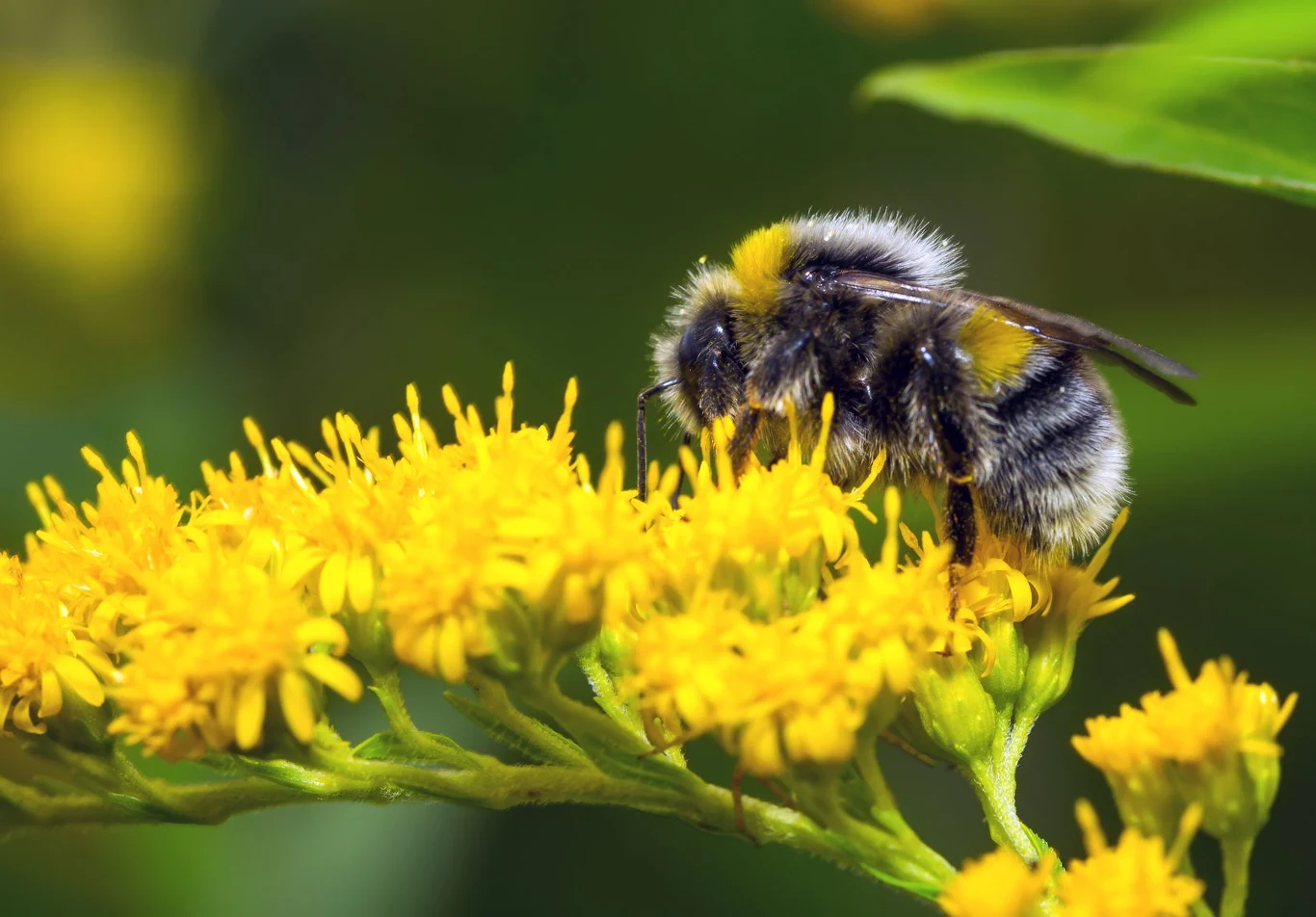 Pestycydy szkodzą owadom zapylającym Pestycydy szkodzą trzmielom (tu Bombus pascuorum)