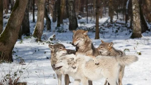 Mieszkańcy Bieszczad są zaniepokojeni aktywnością wilków; zdj. ilustracyjne