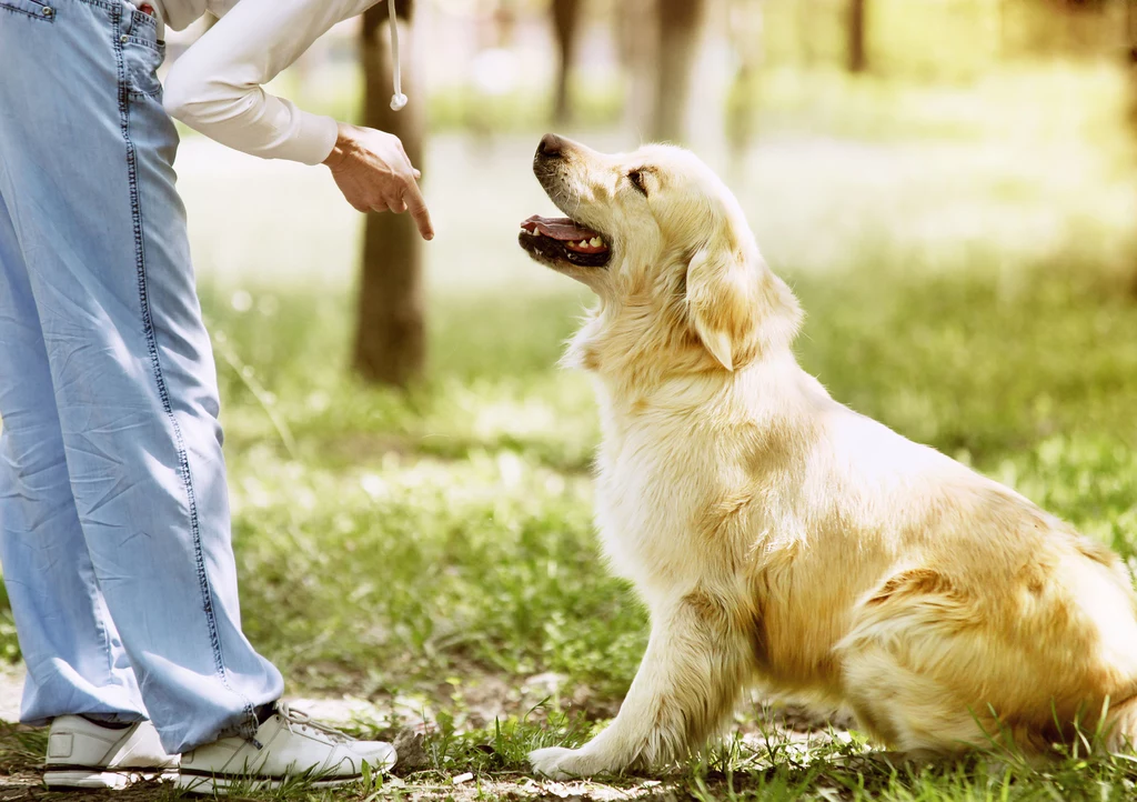 Pies na różne sposoby może okazywać radość. Machanie ogonem to nie wszystko 