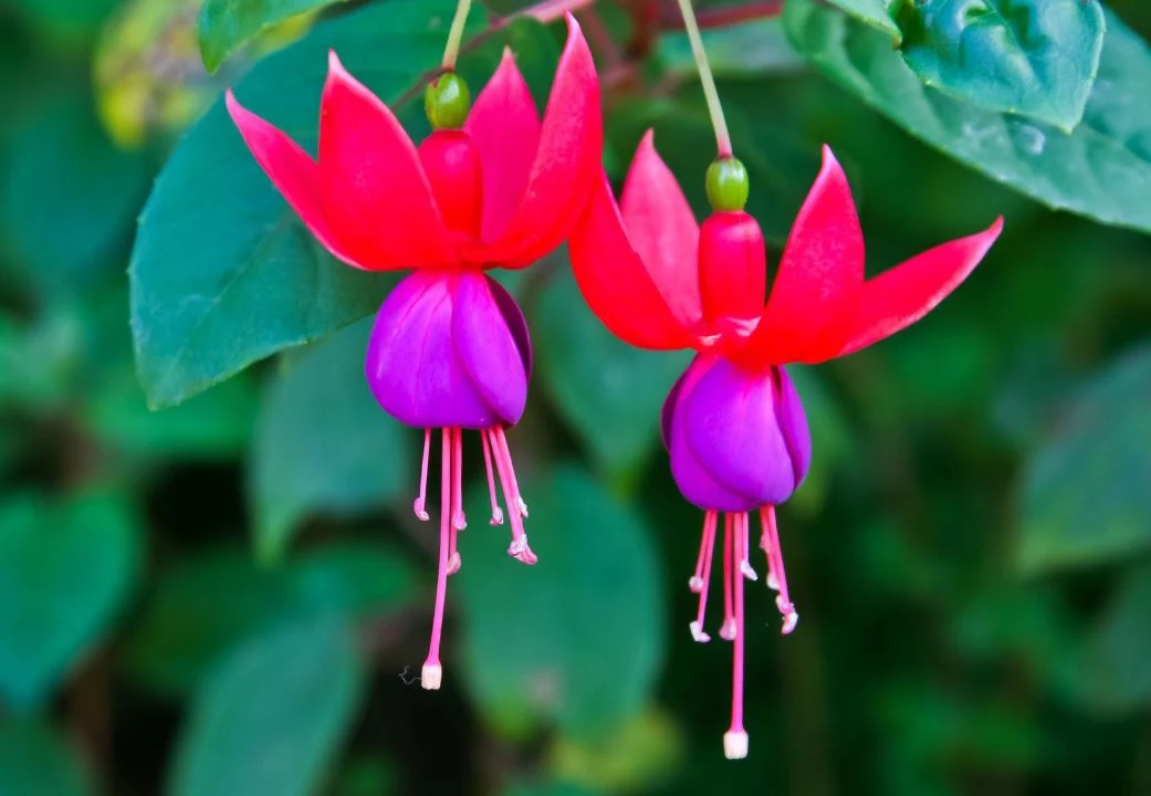 Fuksja ma być symbolem nowej platformy Fuksja ma być symbolem nowej platformy