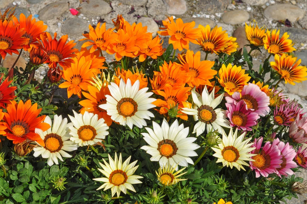 Gazania