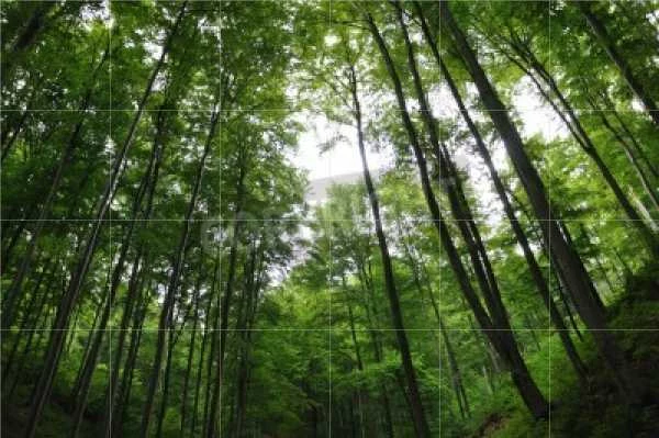 Mysikróliki można spotkać w borach oraz lasach mieszanych ze świerkiem lub jodłą
