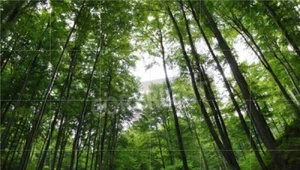 Opozycja przeciw zmianom w ustawie o lasach