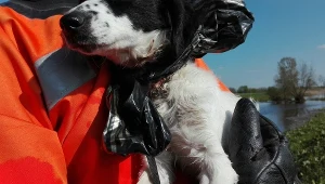 Zwierzę miało założony na głowę worek i wrośniętą w kark obrożę