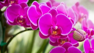 Fusy po kawie mają wiele zastosowań. Storczyki lepiej rosną, a ślimaki uciekają