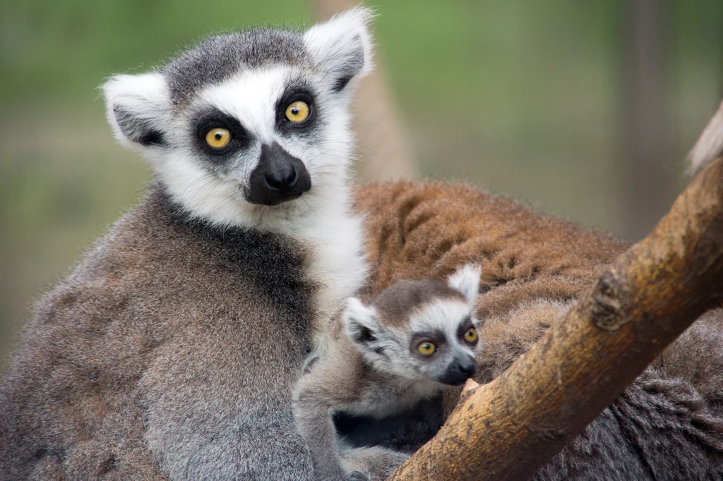 Lemury z Madagaskaru 