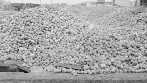 W miastach brakowało jabłek, które gniły u rolników