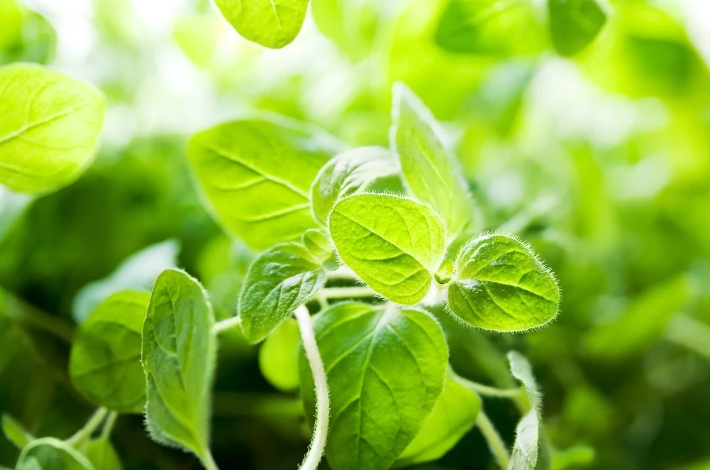 Lebiodka jest naszym polskim oregano Lebiodka jest naszym polskim oregano