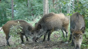 Dziki; zdj. ilustracyjne 