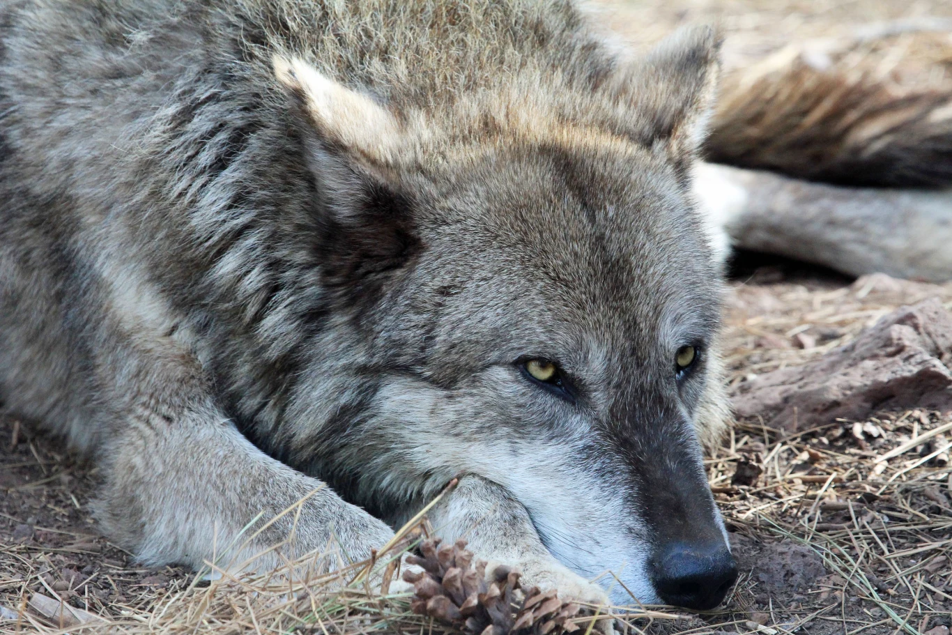 Wilcza mama czeka na swoje młode Wilcza mama czeka na swoje młode