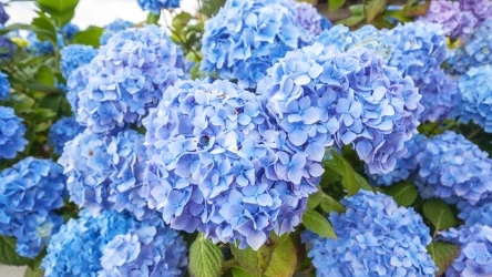 Marzysz o takich w swoim ogrodzie? Sprawdź, co musisz zrobić.