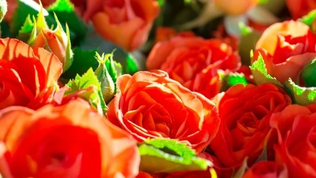 Róże 60% taniej w Biedronce na Dzień Matki!