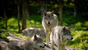 wilki; zdj. ilustracyjne