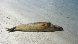 Martwa foka; zdj. ilustracyjne