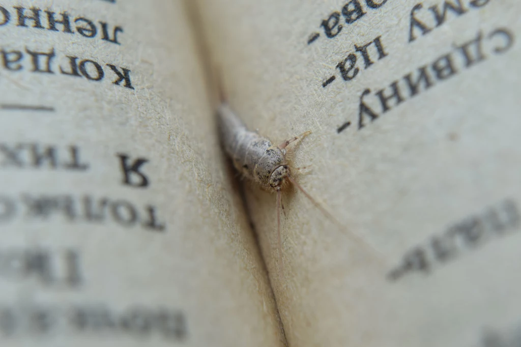 Rybiki cukrowe mogą zniszczyć np. książki, ponieważ żywią się m.in. celulozą, skrobią i cukrami