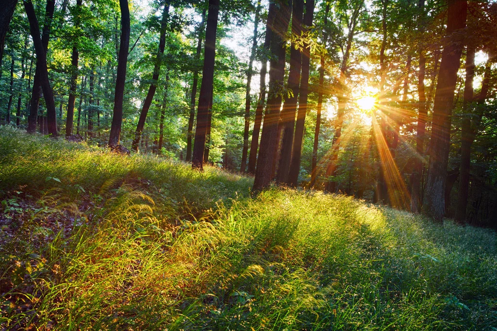 Oto najpiękniejsze polskie lasy. Idealne miejsca na wiosenne spacery