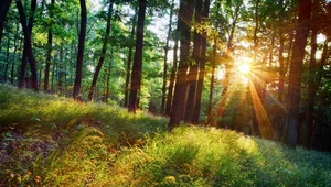 Oto najpiękniejsze polskie lasy. Idealne miejsca na wiosenne spacery